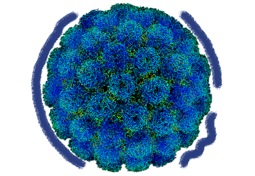 Вирус SV40. Источник: Wikipedia